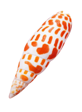 天然海螺红色锦鲤笔螺家居装饰收藏礼物海洋纪念diy水族鱼缸造景