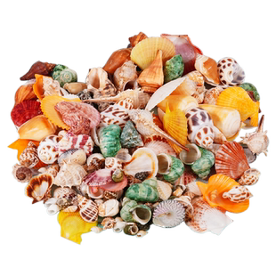 天然贝壳海螺海星鱼缸造景卷贝鱼水族箱寄居蟹学校装饰品手工套餐