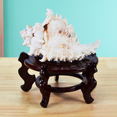 天然大号海螺千手刺骨螺壳家居工艺品鱼缸装 饰礼品带木质摆件底座