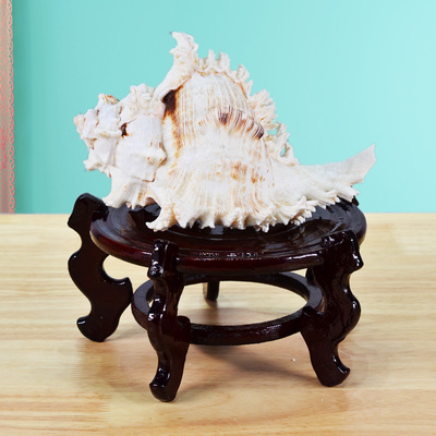 天然大号海螺千手刺骨螺壳家居工艺品鱼缸装饰礼品带木质摆件底座