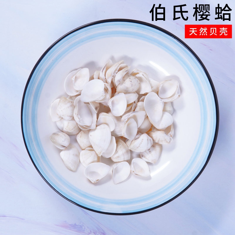 伯氏樱蛤天然白色贝壳