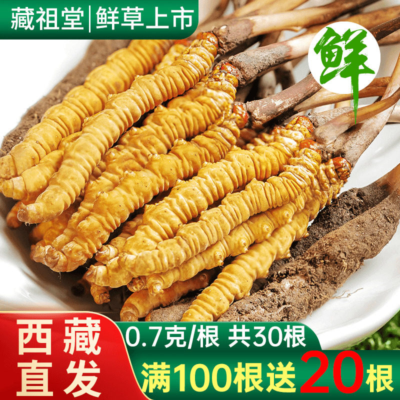 2026新鲜冬虫夏草官方旗舰店0.7克/根30根头期鲜虫草礼盒装滋补品
