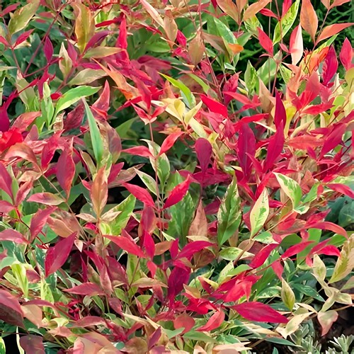 南天竹红光Red Light庭院花卉耐寒彩叶扦插苗