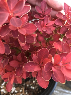 日本小檗冰橙扦插苗灌木Orange lce