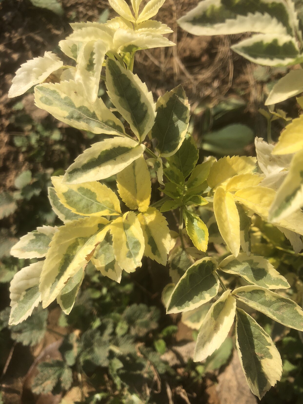 花叶接骨木麦当娜Madonna桌面绿植