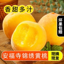 现摘现发孕妇水果锦绣黄桃 正宗大蜜桃新鲜水果当季