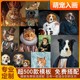萌宠工坊宠物油画定制猫咪画像狗狗肖像挂画装 饰画创意礼物纪念品