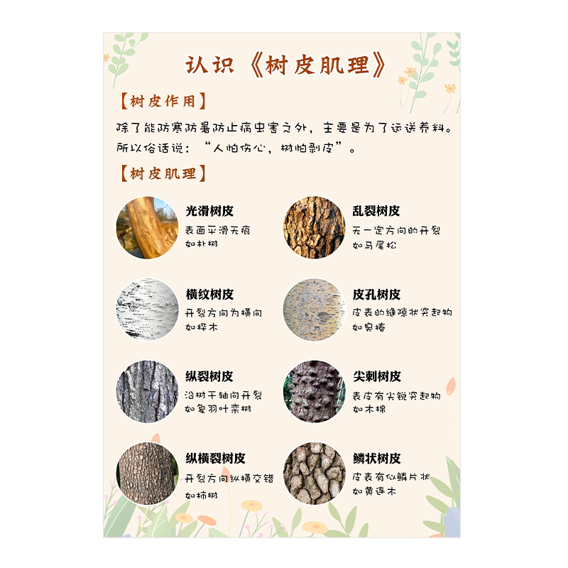 幼儿园植物角春天活动观察树皮自制教玩具区角区域材料投放环创