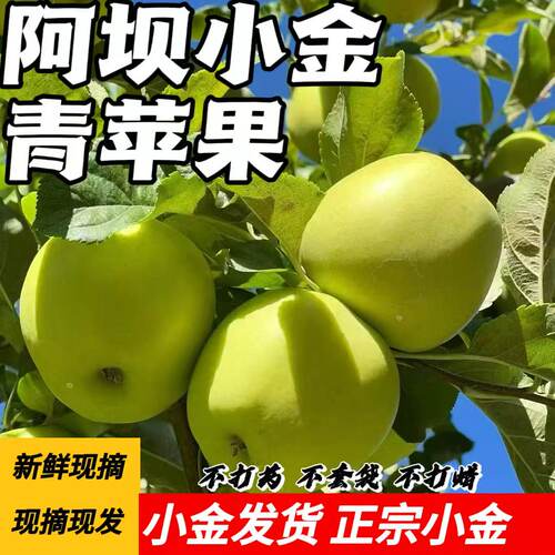 四川阿坝州小金县苹果整箱装现摘现发新鲜金冠苹果特大雪山青苹果