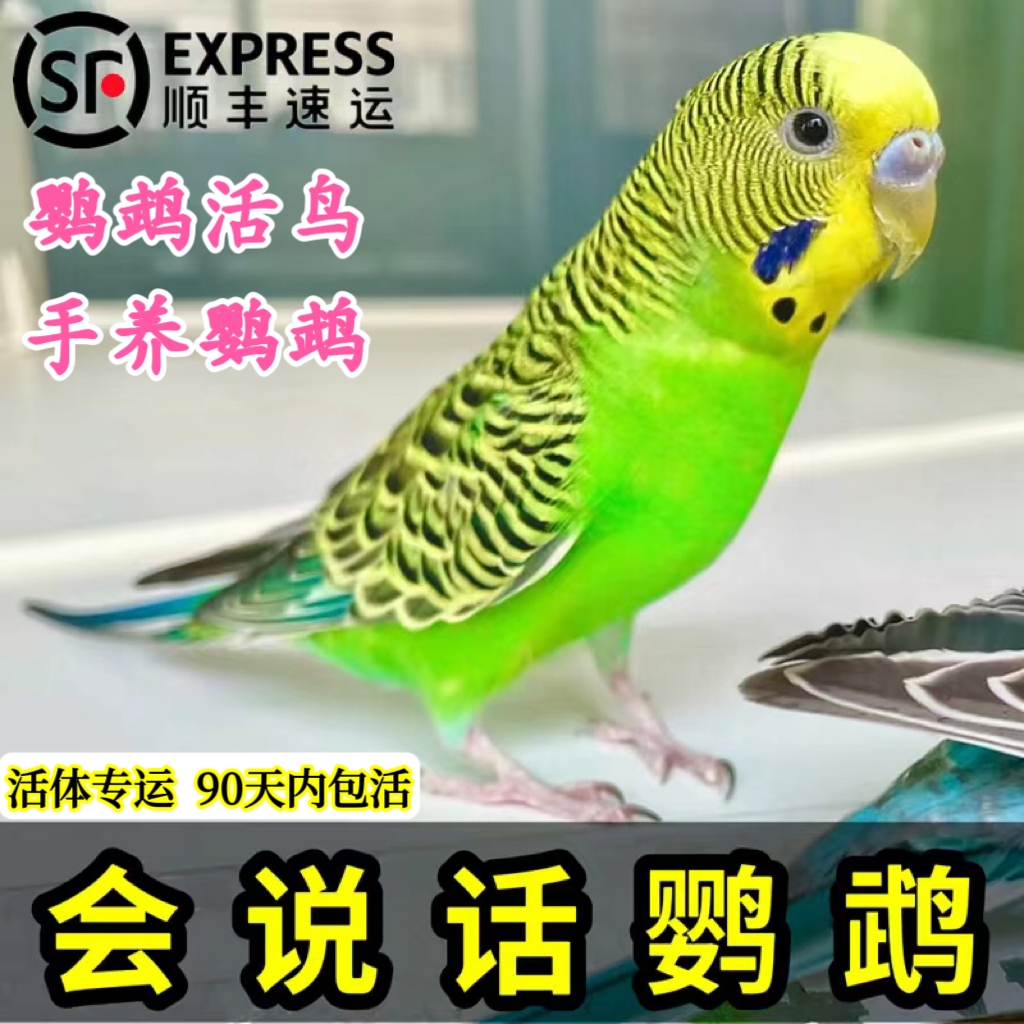 鹦鹉活鸟手养虎皮鹦鹉会说话的大头虎皮宠物鸟幼鸟活体活物观赏鸟