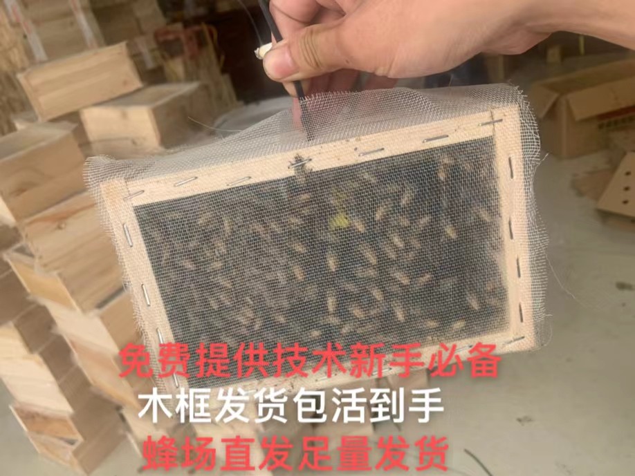 蜜蜂活 群 中蜂蜂群 阿坝蜂土蜂 中华蜂 笼蜂带王带脾 包邮包活