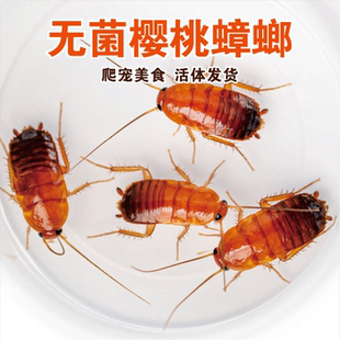 樱桃蟑螂杯活体瓶装 樱桃红蟑螂盒面包虫大麦虫蜘蛛螳螂鱼活体饲料