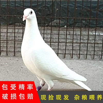 信鸽种蛋受精蛋血统鸽子可孵化观赏信鸽赛鸽火凤凰黄金甲种蛋一对