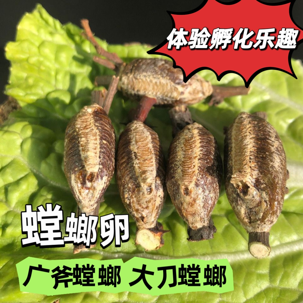 宠物螳螂广斧螳螂儿童教学卵鞘中华大刀刺花兰花魔花枯叶菱背螳螂