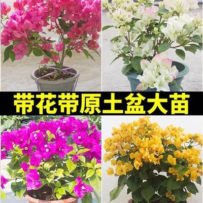 绿樱三角梅带花盆栽爬藤重瓣老桩四季开花苞发货新品种漳红樱大棵