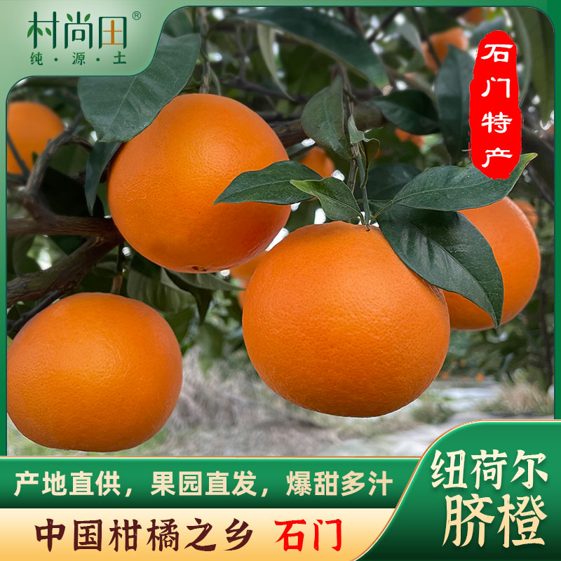 纽荷尔脐橙新鲜采摘手剥甜橙子