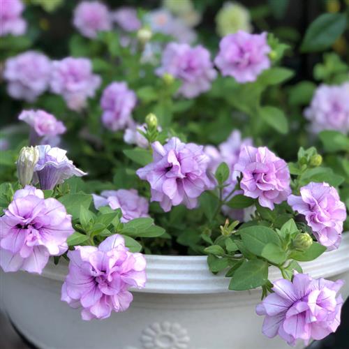 满24元包邮矮牵牛花苗 垂吊 重瓣冰淡紫 伊丽莎白 星空 苏糖泡泡