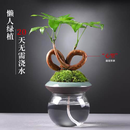 绿植盆栽懒人花卉室内发财树办公
