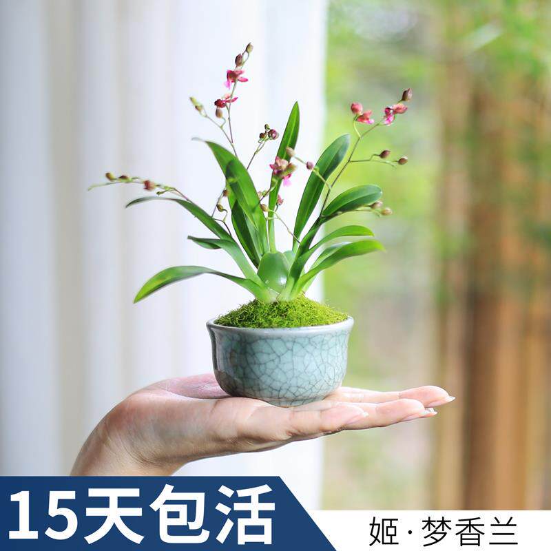 文心兰梦香兰带办公室绿植室内客厅小型花卉带盆迷你兰花盆栽