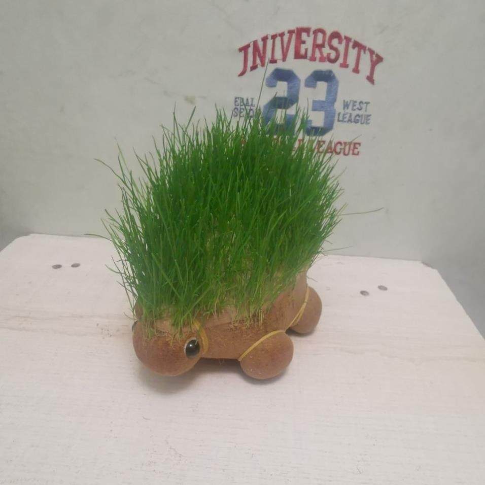 浇水长草的植物娃娃创意草头娃娃桌面迷你小盆栽卡通办公室