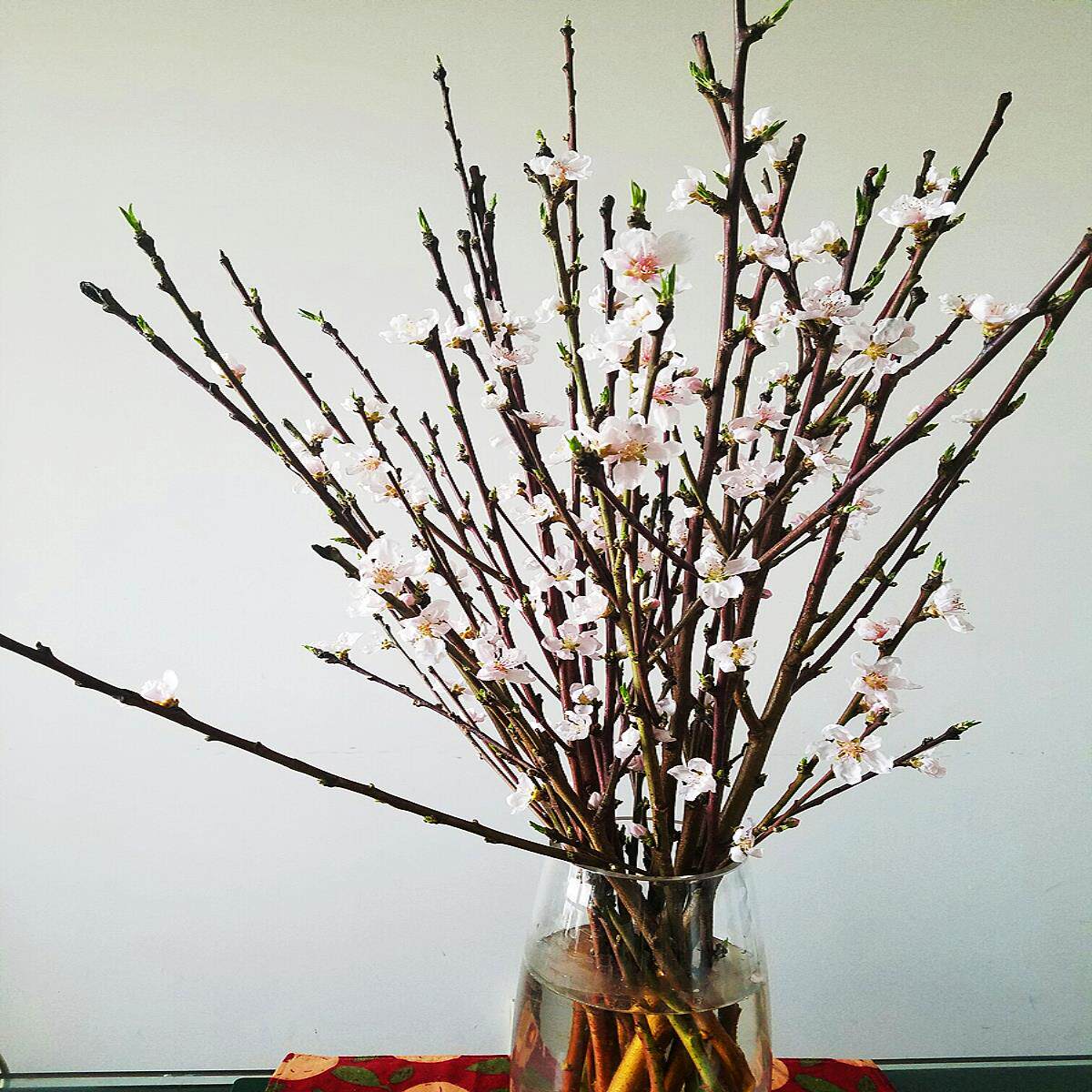 新鲜桃花枝水培开花木本花卉干树枝容易桃枝不含盆阳台办公桌树枝