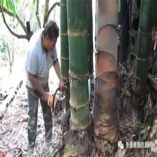 大型巨龙竹竹子苗楠竹苗竹笋苗巨龙竹竹苗毛竹苗竹鞭庭院户外种植