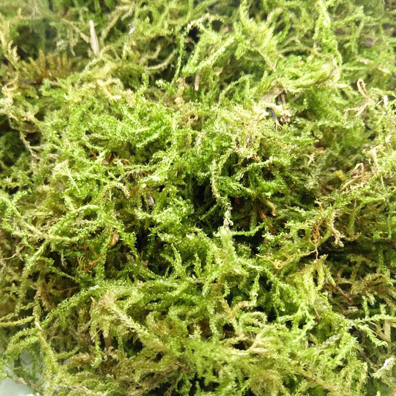 蜗牛营养土椰土苔藓蜗牛饲养用品大全饲料钙沙补钙粉骨粉葡萄糖粉