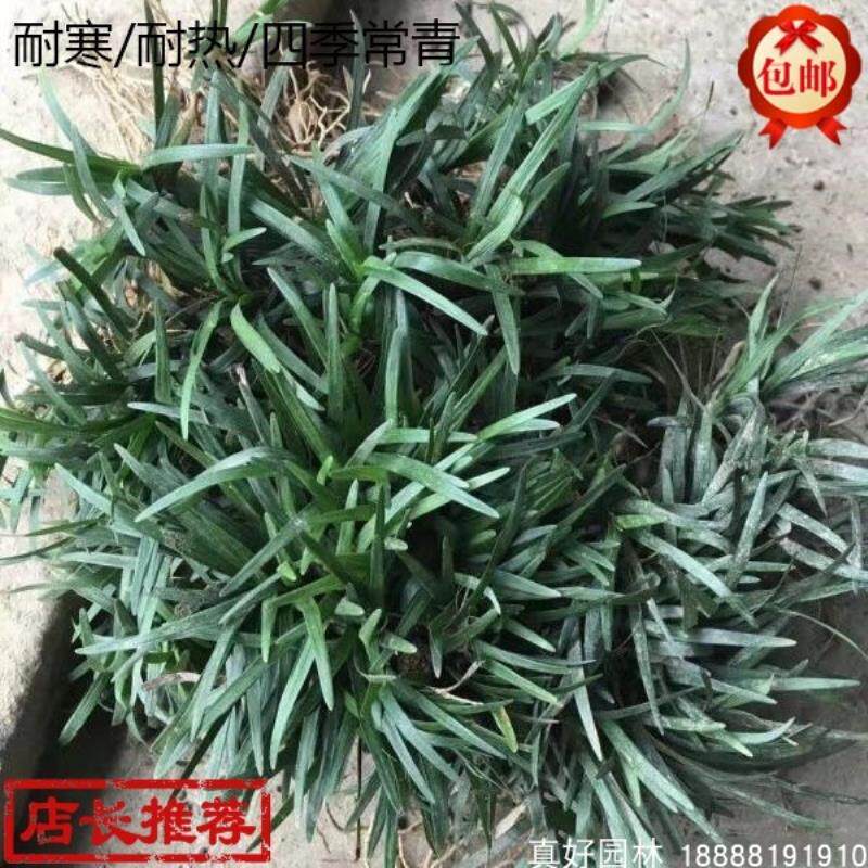 日本麦冬庭院正宗小型植物工程四图片
