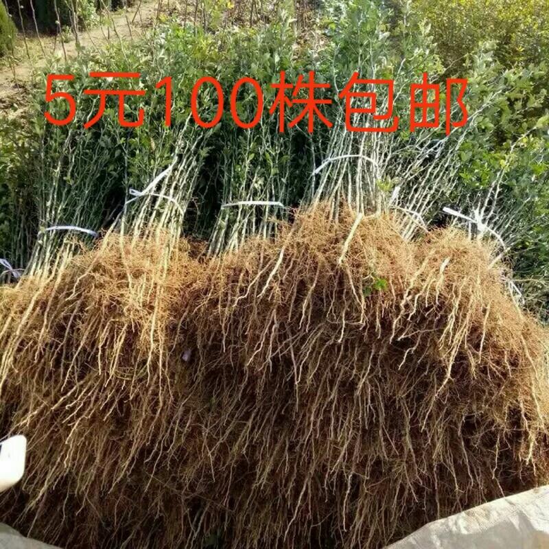 枳壳苗积壳枸橘篱笆刺树柑橘柠檬