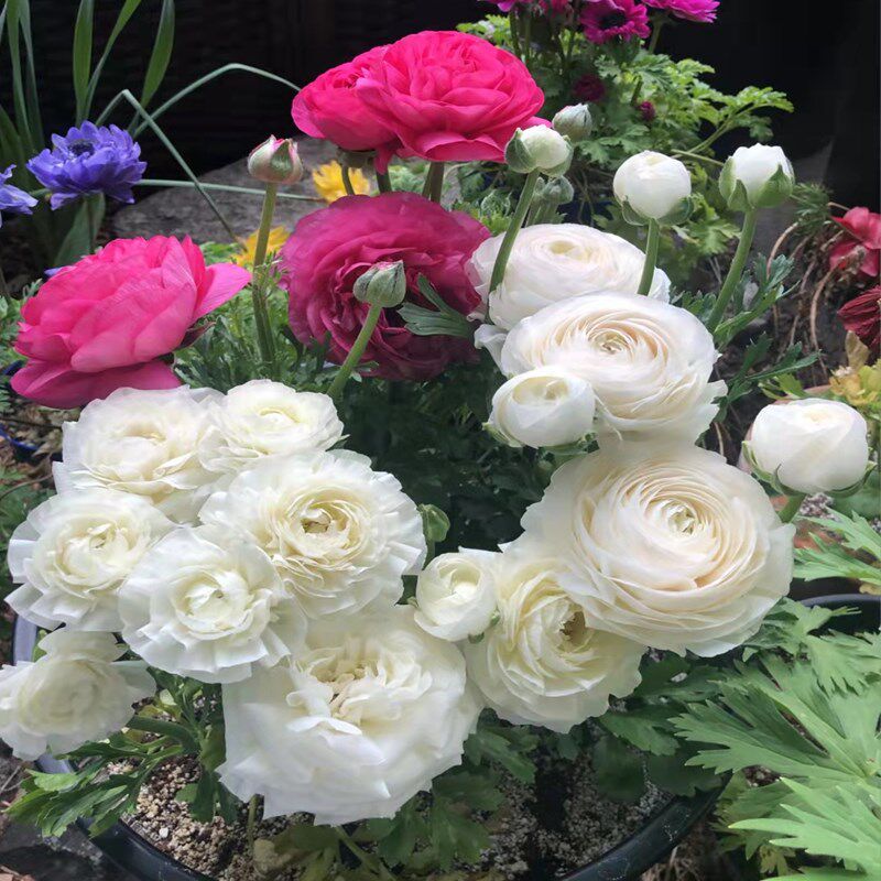 洋牡丹芹叶牡丹花毛茛花卉盆栽苗阳台庭院室外好养花期长多年生