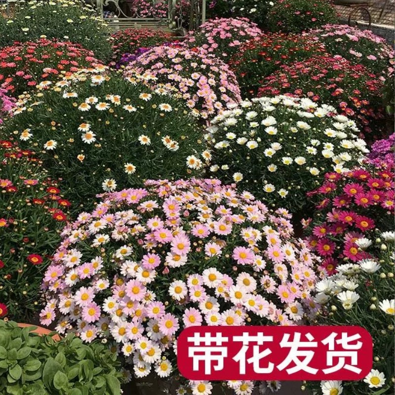 玛格丽特菊花苗糖果四季开花机器小雏菊好养花卉盆栽