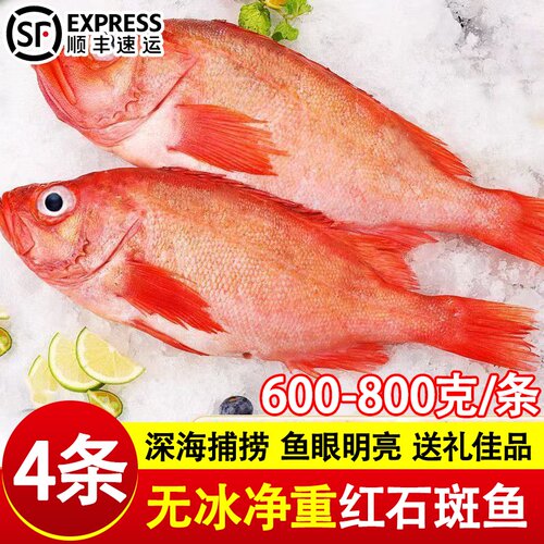 红石斑鱼鲜活冷冻超大红鱼龙胆富贵鱼鲈鱼多宝鱼新鲜海鲜水产