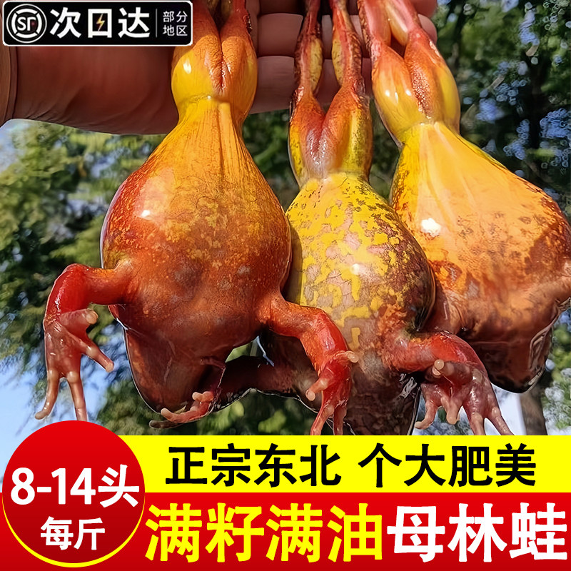 东北林蛙鲜活冷冻母豹子满籽满油雪蛤工公林蛙活蛙新鲜商用批发