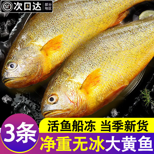 黄花鱼新鲜冷冻特大黄鱼生鲜深海鱼黄鱼鲞小黄鱼商用宁德活鲜批发