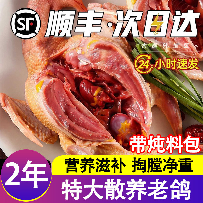 散养土鸽9-8两净重特大现杀农家乳鸽子老鸽孕妇煲汤新鲜冷冻烧烤
