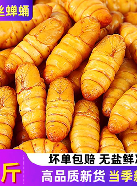 特大金丝蚕蛹新鲜活冷冻农家蚕蛹山东超大蚕蛹黄蛹桑蚕蛹整箱包邮