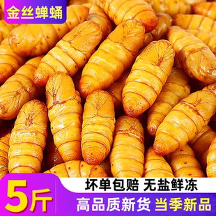 特大金丝蚕蛹新鲜活冷冻农家蚕蛹山东超大蚕蛹黄蛹桑蚕蛹整箱包邮