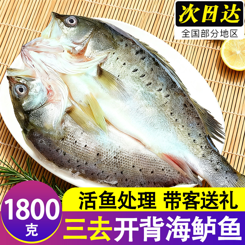 开背鲈鱼新鲜冷冻七星鲈鱼海鱼卢鱼水产烤鱼半成品烧烤商用批发