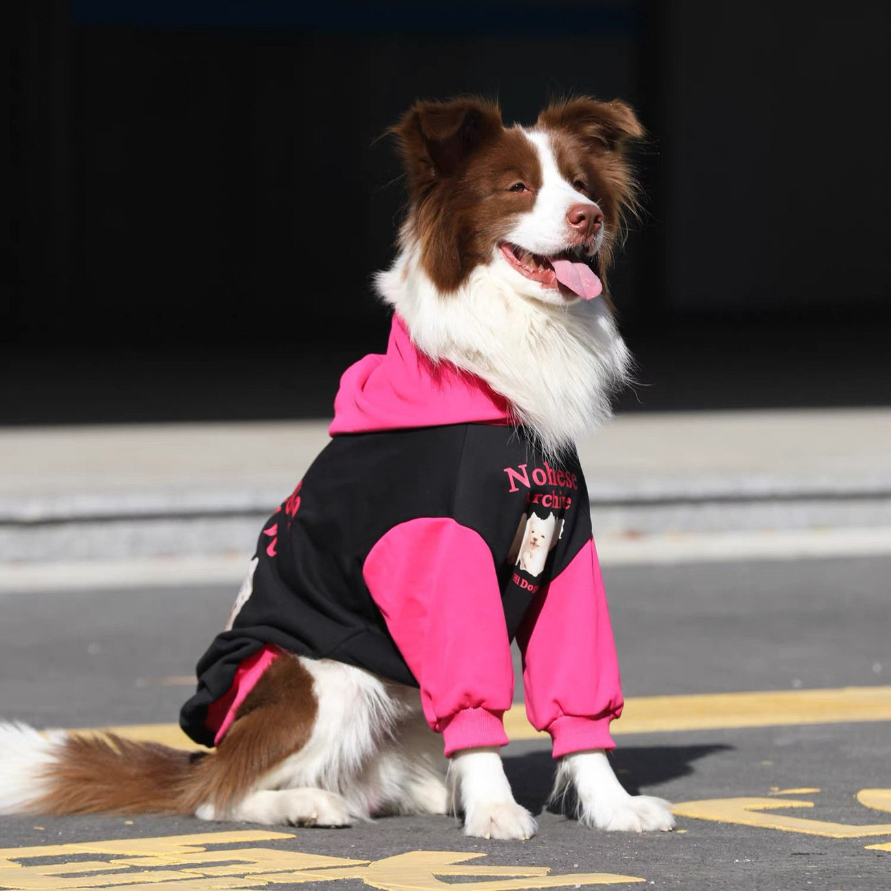 狗狗连帽卫衣秋冬拉布拉多金毛中大型犬时尚潮流宠物衣服运动服,宠物/宠物食品及用品,狗宠物服装/雨衣,淘宝优惠券,粉丝福利购,淘宝优惠卷