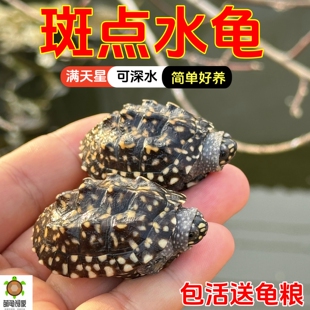 网红斑点池龟星点满天星深水鱼缸混养吃粪龟情侣宠物乌龟活体活物