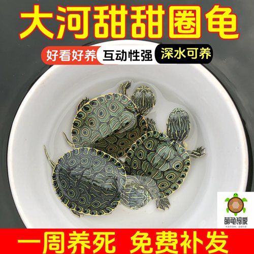 大河甜甜圈孔雀龟佛州深水