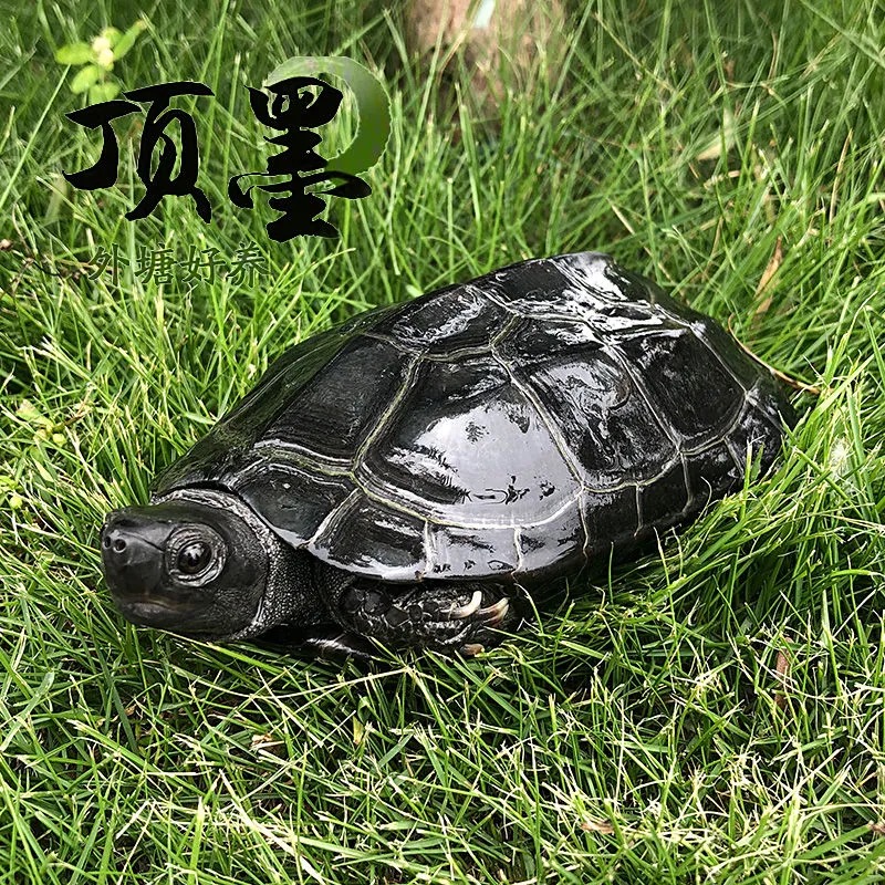 全黑纯种墨龟顶墨苗正宗外塘公草龟中华黑腹小乌龟活物体金线墨化