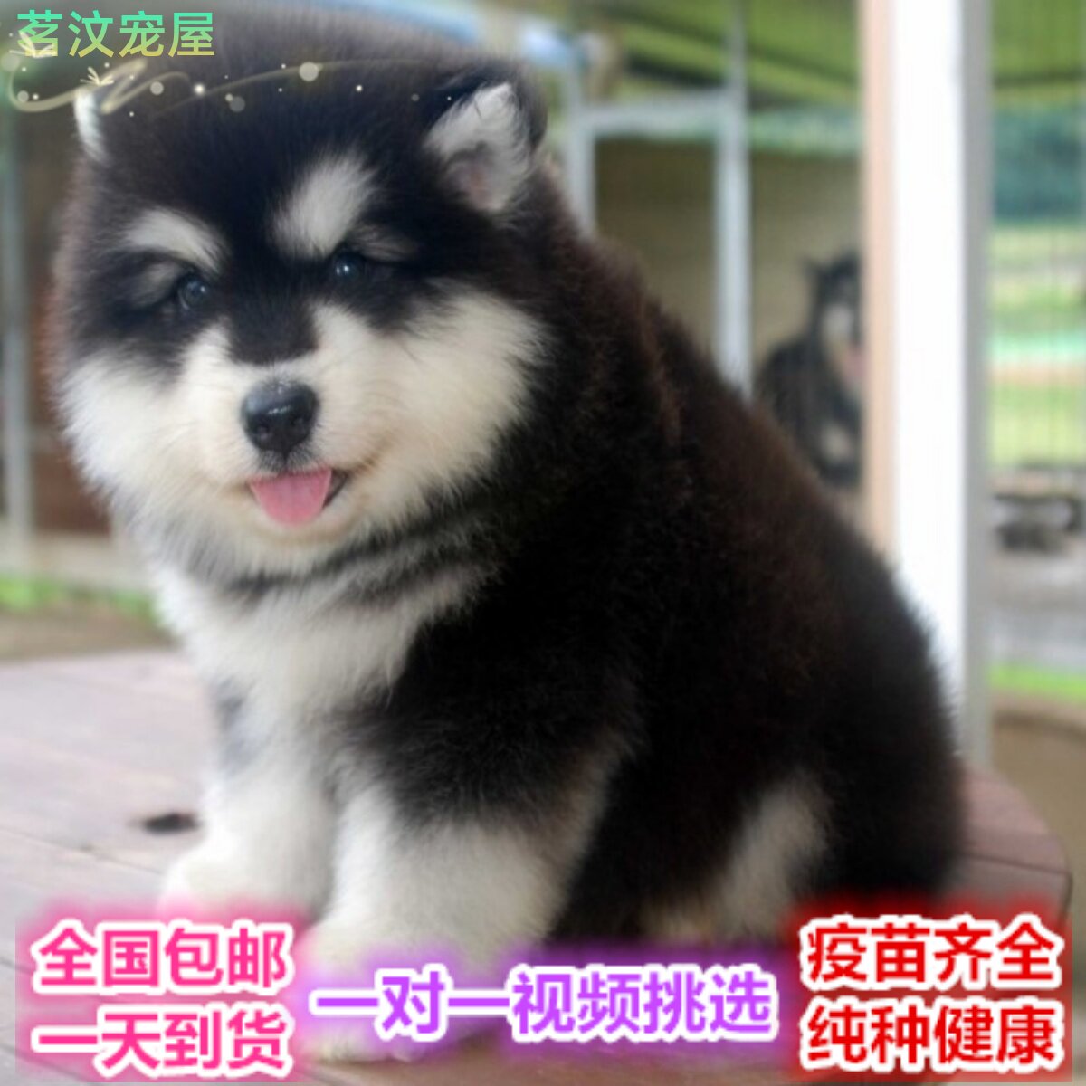 纯种阿拉斯加幼犬大型犬阿拉斯加犬熊版阿拉斯加狗狗雪橇犬宠物狗