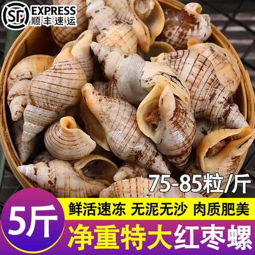 贝贝螺白玉螺小海螺鲜活速冻螺类海瓜子红枣螺海鲜水产批发香辣螺