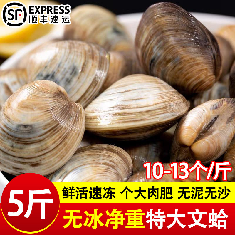 无冰无沙文蛤蜊新鲜速冻正宗文蛤饱满肉肥大个文蛤蜊鲜冻商用批发