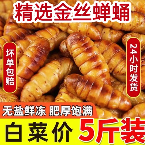 新鲜金丝蚕蛹蝉蛹活体冷冻农家山东特产烧烤食材商用5斤装批发价