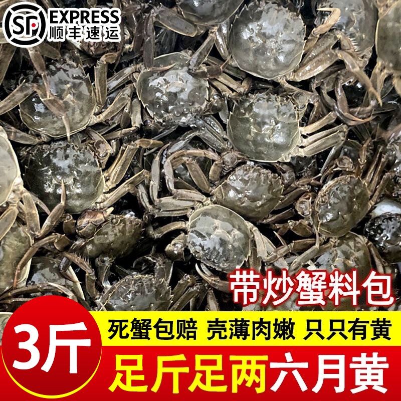 六月黄盘锦河蟹小闸蟹稻田蟹小螃蟹公母蟹鲜活大闸蟹活蟹商用批发