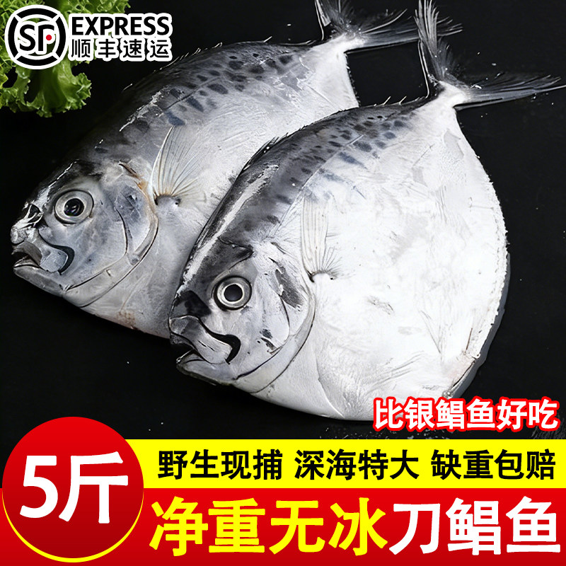 深海刀鲳鱼新鲜冷冻银鲳鱼东海平鱼国产海鲜水产金海鱼一整箱批发