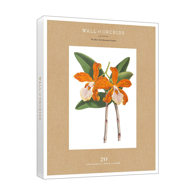 英文原版 Wall of Orchids New York Botanical Garden 兰花墙 20幅稀有植物版画 纽约植物园 工艺品 收藏 艺术 英文版 进口书籍