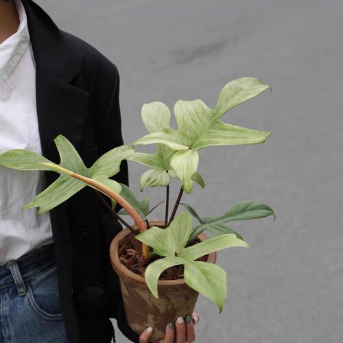 幽灵飞机蔓绿绒盆栽室内耐热绿植